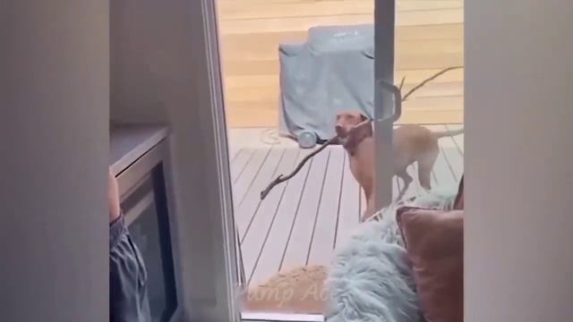 Смешные приколы с кошками и собаками.Милые и забавные котики.Смех до упаду.Гипер смех. смотреть онлайн