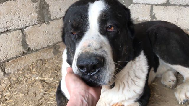 САТАР Берег/Чёрный Барон. Стратег и дипломат. +79157787787