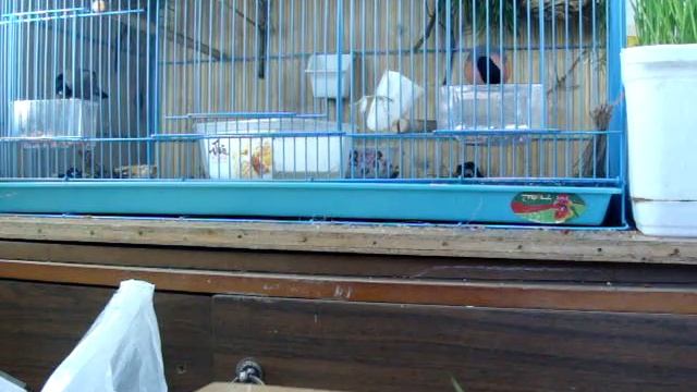 Снегири обыкновенные смотреть онлайн