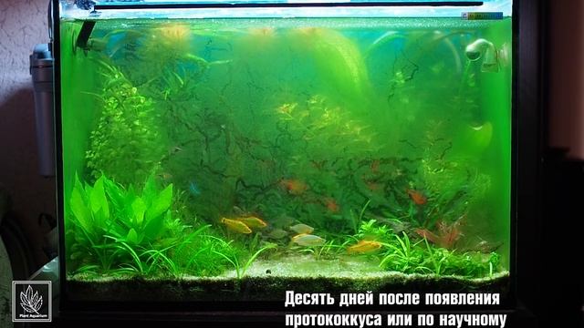 Как избавиться от GDA (Green Dust Algae) в аквариуме смотреть онлайн