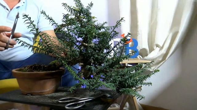 Faz Bonsai Live - Projeto Taxus Baccata смотреть онлайн