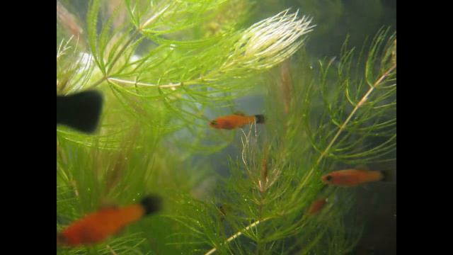 Мои текущие процессы в вышивке смотреть онлайн