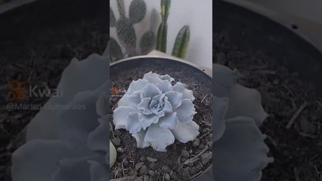 Echeveria Crispate beauty dicas de como cuidar смотреть онлайн