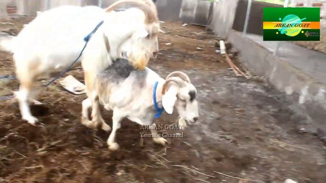 Top Breed Big Saanen Goat at farm, Best Big Couple Saanen Goats смотреть онлайн