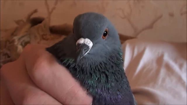 Голубь Баря в заточении смотреть онлайн