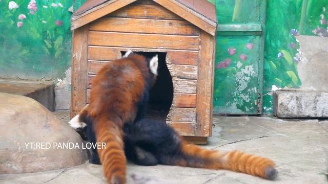 The "fighting"Red Panda children смотреть онлайн