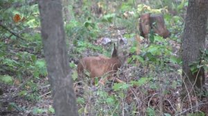 Животные лесостепи.
