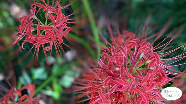 金子みすゞ「曼珠沙華」"Higanbana" Composed by Takayuki Maruyama смотреть онлайн