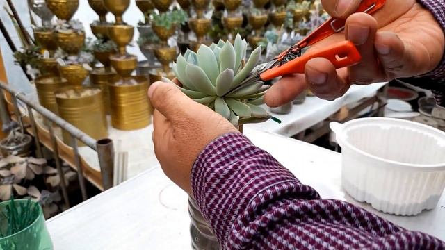 다육이 24종(92~115)소개와 관리하는 법 ; 분재 만들기 ; 여러가지 팁 ; Succulents ; Suculentas ; 多肉植物