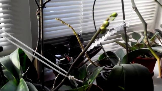 Орхидеи подкормки. Фаленопсис. смотреть онлайн