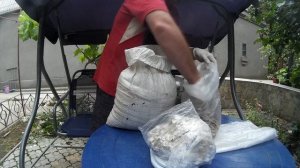 Домашнее Грибоводство. Как Засяеть Грибной Блок. Выпуск 11.