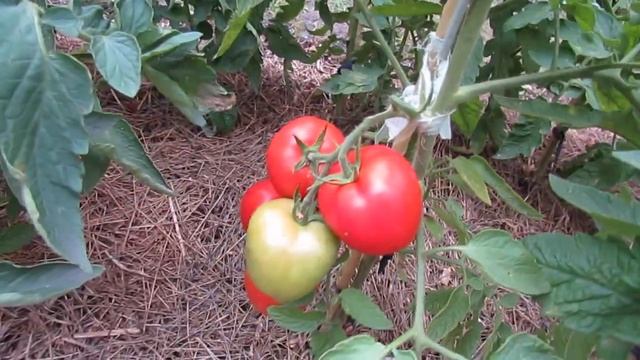 17 августа 2022 года. Низкорослый сорт помидоров Лора! смотреть онлайн