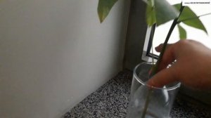 Может ли ПАХИРА укореняться в воде.