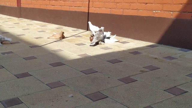 Голуби ,голубятники,коментаторы и кому неймётся смотреть онлайн