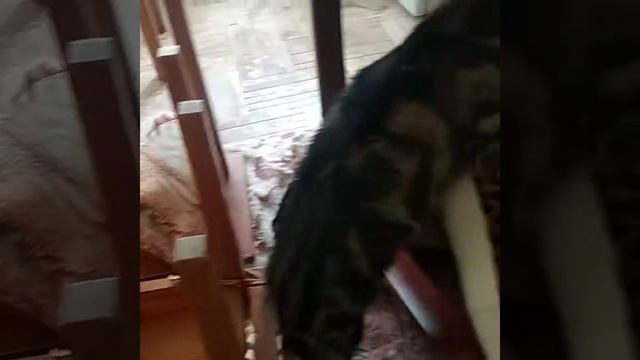 Кот помогает убирать-вытирает пыль! The cat helps to clean-wipe the dust! смотреть онлайн