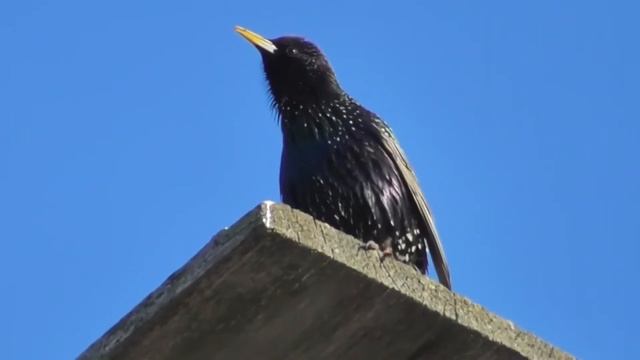 20 - Певчие птицы России * СКВОРЕЦ * смотреть онлайн