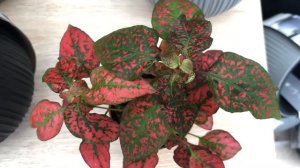 Гипоэстес микс. Цветок пестрый горошек, веснушчатое лицо, гипестес