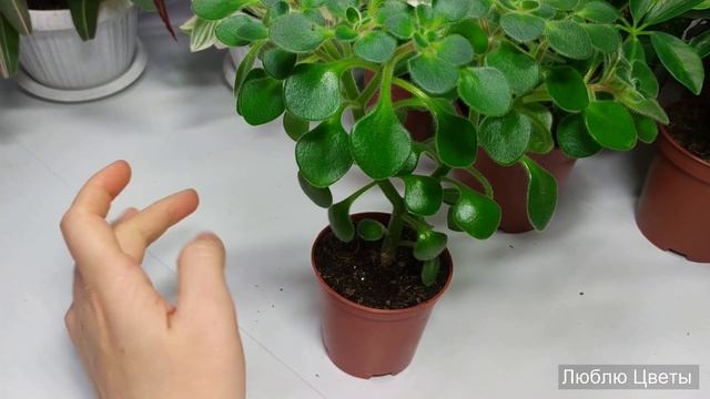 Растения едут в новый дом #27 смотреть онлайн