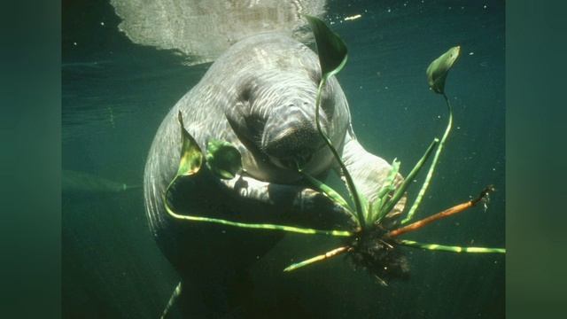 19 февраля - День защиты морских млекопитающих. ЛАМАНТИНЫ. Степанова Н.Л. ШКИДСОЗВЕЗДИЕ.MP4 смотреть онлайн