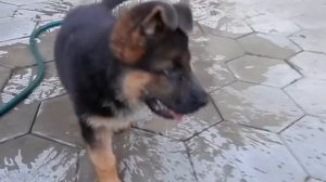 ВОДОПЛАВАЮЩИЙ ЩЕНОК немецкой овчарки. Mega funny puppy. Одесса.