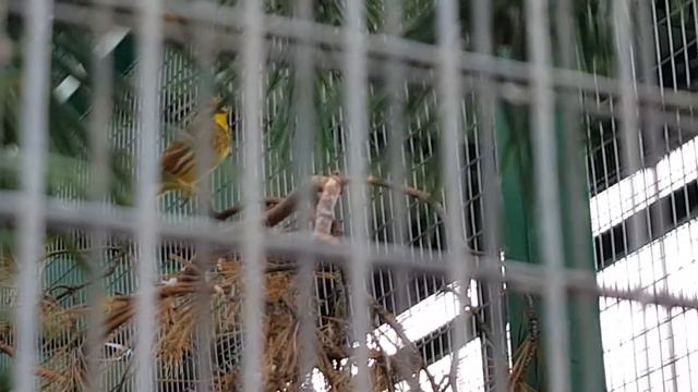 Овсянка обыкновенная смотреть онлайн