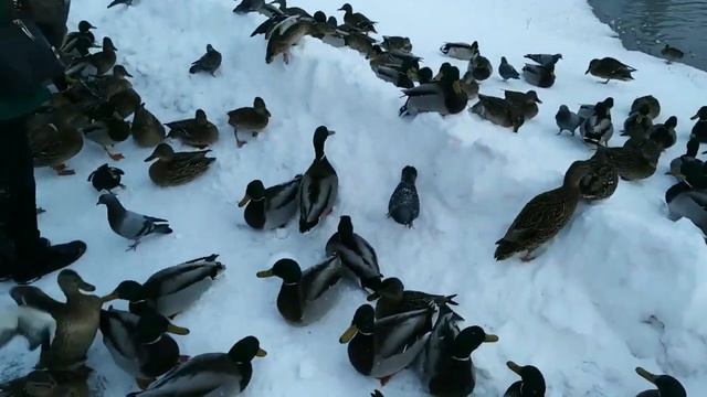 ?️Утки зимой смотреть онлайн