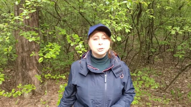 Герань лесная или Журавельник, свойства в Магии смотреть онлайн