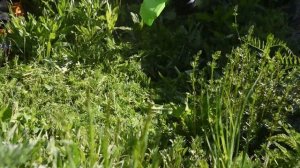 Аккумуляторный триммер Greenworks GD60LT: обзор и жесткий тест