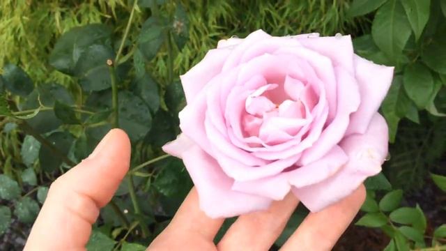 Twice in a Blue Moon Hybrid Tea Rose | Highly Scented Rose смотреть онлайн