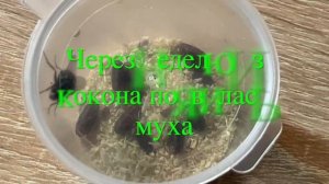 Колония за месяц. Муравьи Салтаторы (Harpegnathos saltator)