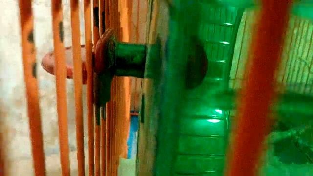 ПОЧЕМУ ХОМЯК НЕ БЕГАЕТ В КОЛЕСЕ?/версия 1 смотреть онлайн