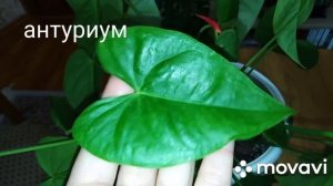Комнатные цветы .Лимон или  лимонная кислота для обработки комнатных растений.