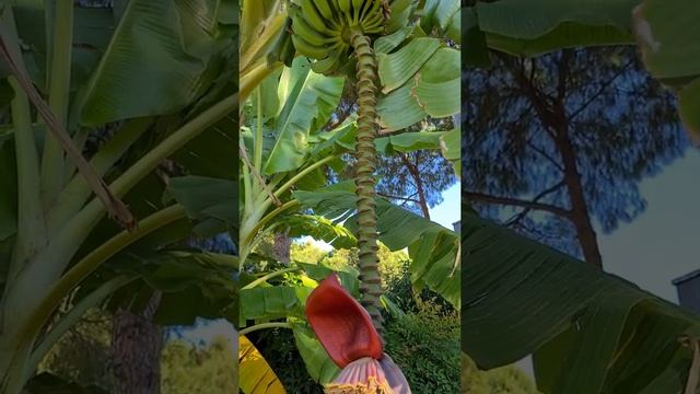 Что это растёт?Где растут бананы?@travellive8 #египет #тропики смотреть онлайн