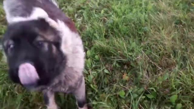 Прогулка с Кавказской овчаркой. смотреть онлайн