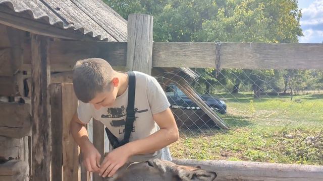 Теперь "PRO ослик"!? Заболела Хрюнель... смотреть онлайн