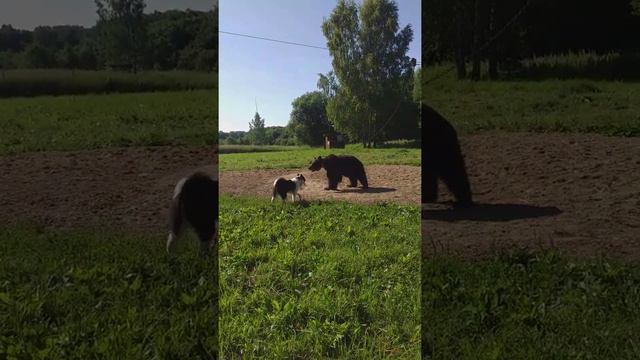 лайка русска европейская. кучум 9 месяцев.  притравка по медведю.