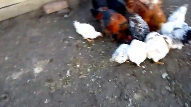 Деревенские будни//Выкопал яму под слив//Готовим подлив из свинины смотреть онлайн