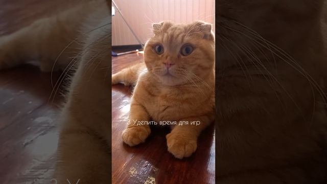 Самые главные условия содержания кошек #shorts смотреть онлайн