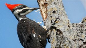 4 сентября / Зачем дятел стучит по дереву?