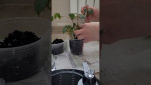 Циссус.Размножение и укоренение черенков (березки)