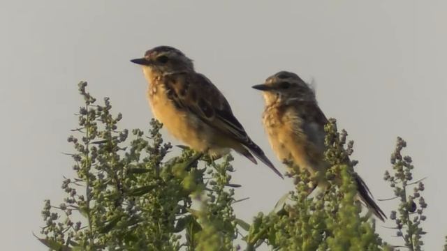 Слётки лугового чекана. ( Saxicola rubetra ) смотреть онлайн