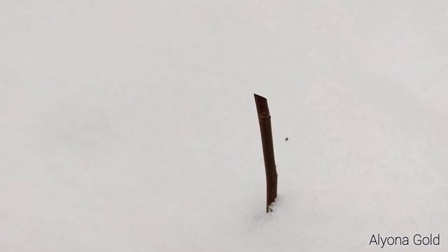 Зимняя ревизия  тоннельных укрытий  роз, наглядная демонстрация главной ошибки. Есть риск обрушения