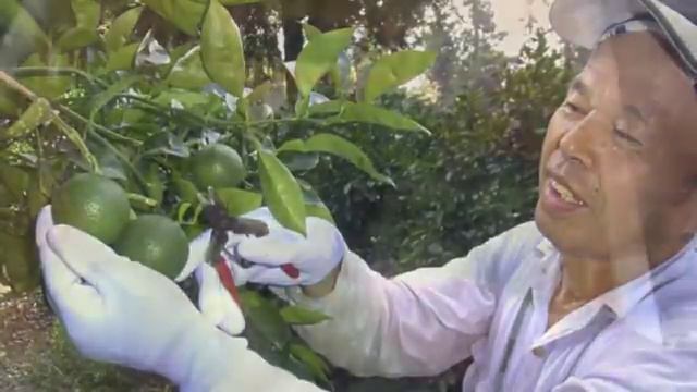 Kabosu citrus fruit in The Japan News смотреть онлайн