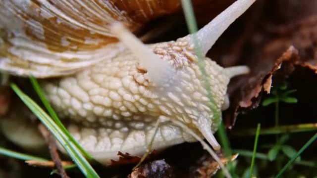 фотосессия улитки смотреть онлайн