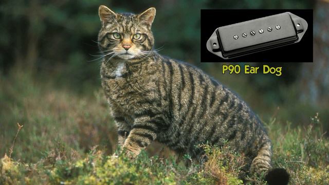 EPIPHONE WILDKAT - La mia Gatta suona meglio della vostra! // Guitar Collection смотреть онлайн