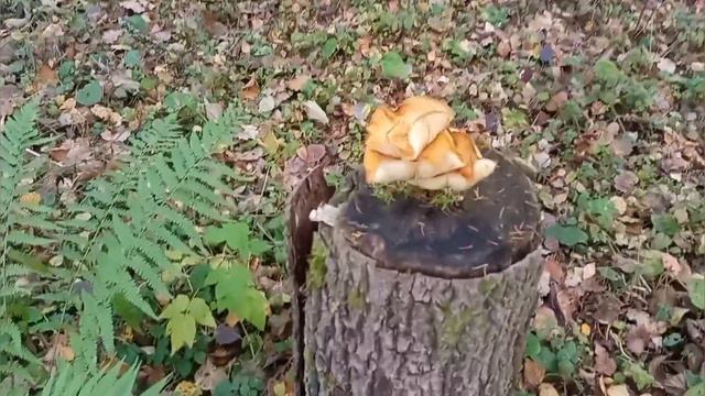 В поисках древних селух по лесам. Грибов море!!!! смотреть онлайн