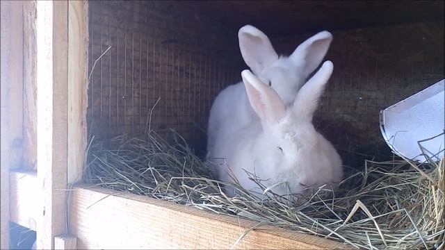 Брачные игры кроликов / крольчиха в сильной охоте!! смотреть онлайн