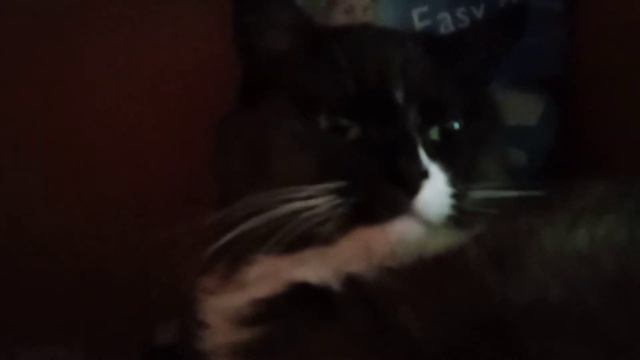 Моя любимая 9-я кошка Ася проснулась спустя 2 часа активного сна. 22.07.2021г. смотреть онлайн