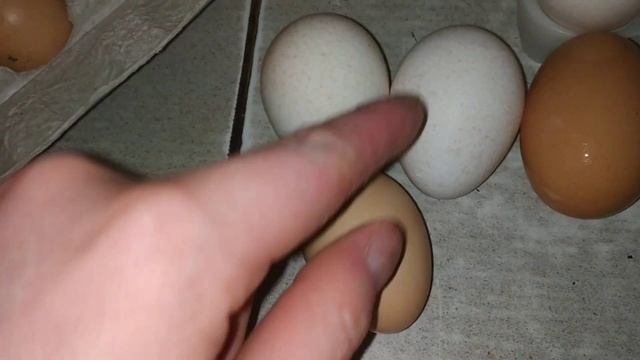 Какие яйца несут куры породы ливенская ситцевая. Тонкая шкарлупа яиц!!! смотреть онлайн