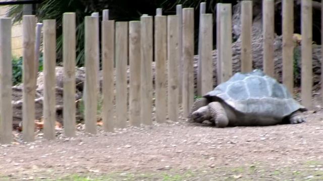 ?? Отдых в Испании. Зоопарк в Барселоне / Zoo de Barcelona. #3 смотреть онлайн